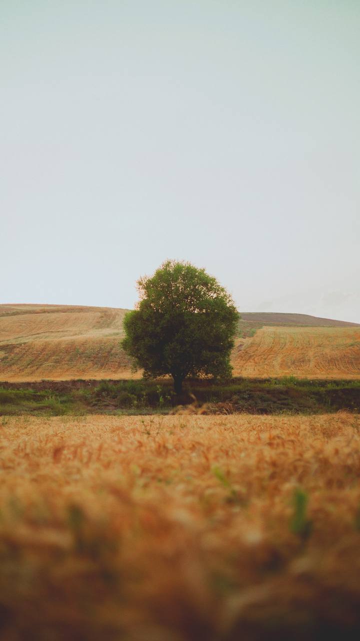 تصویر باکیفیت از تک درخت در گندم زار